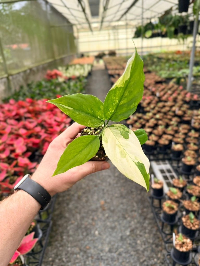 Handpicked 220 - Aglaonema Modestum Variegata | Uprooted