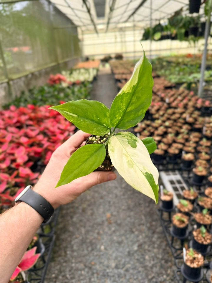 Handpicked 220 - Aglaonema Modestum Variegata | Uprooted