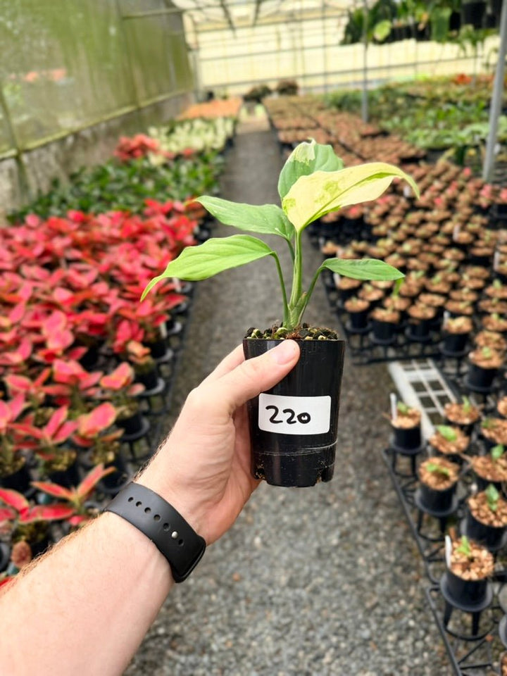 Handpicked 220 - Aglaonema Modestum Variegata | Uprooted