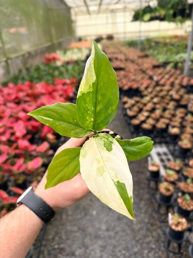 Handpicked 220 - Aglaonema Modestum Variegata | Uprooted
