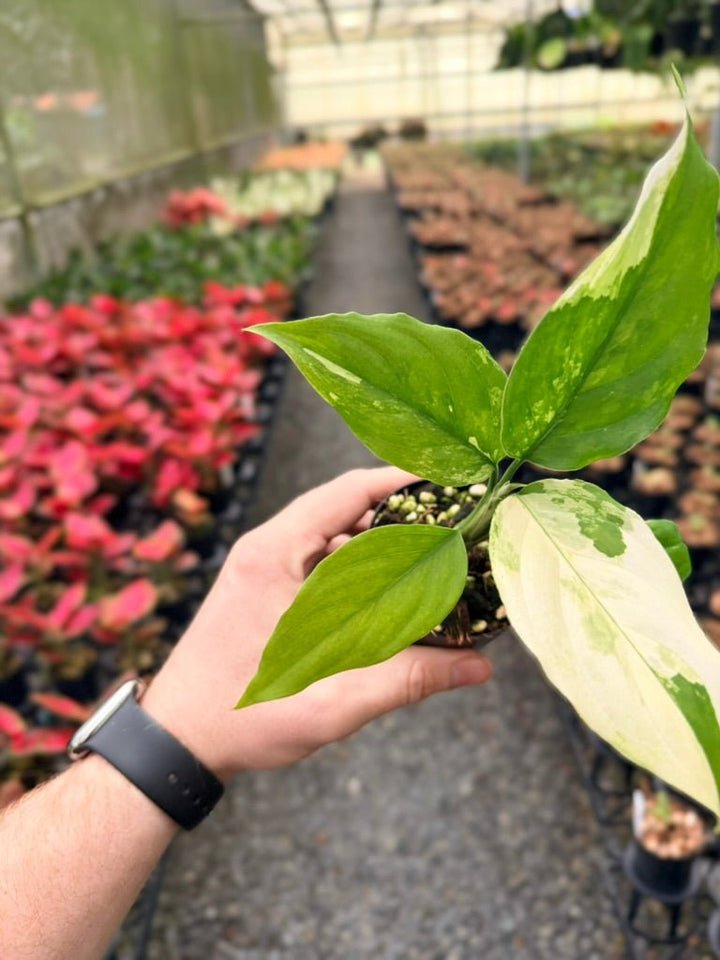 Handpicked 220 - Aglaonema Modestum Variegata | Uprooted