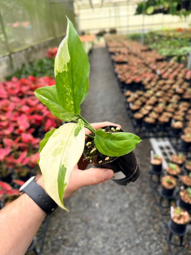 Handpicked 220 - Aglaonema Modestum Variegata | Uprooted