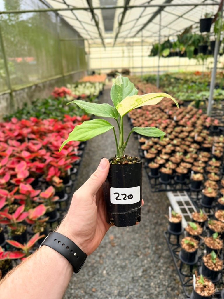 Handpicked 220 - Aglaonema Modestum Variegata | Uprooted