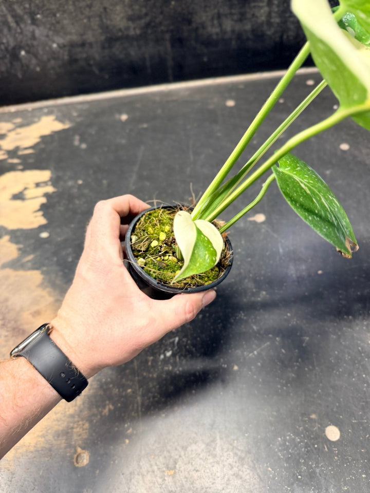 Handpicked 221 - Monstera Deliciosa Thai Constellation | Uprooted