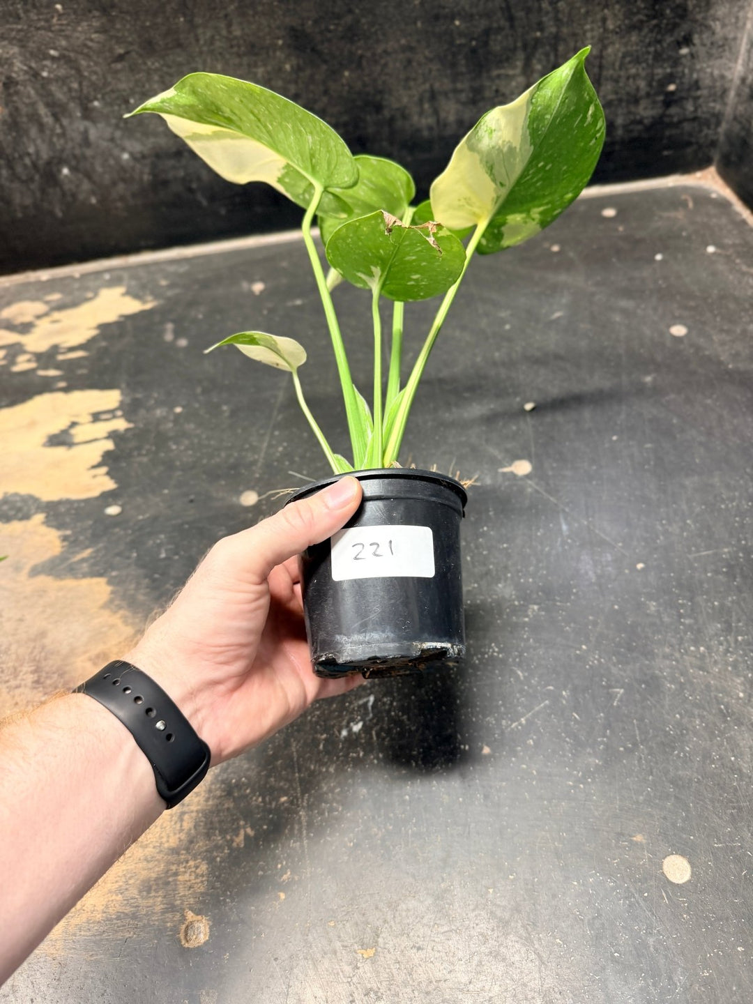 Handpicked 221 - Monstera Deliciosa Thai Constellation | Uprooted