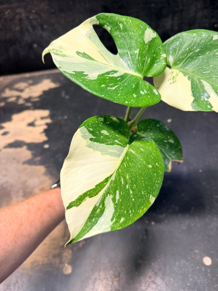 Handpicked 221 - Monstera Deliciosa Thai Constellation | Uprooted