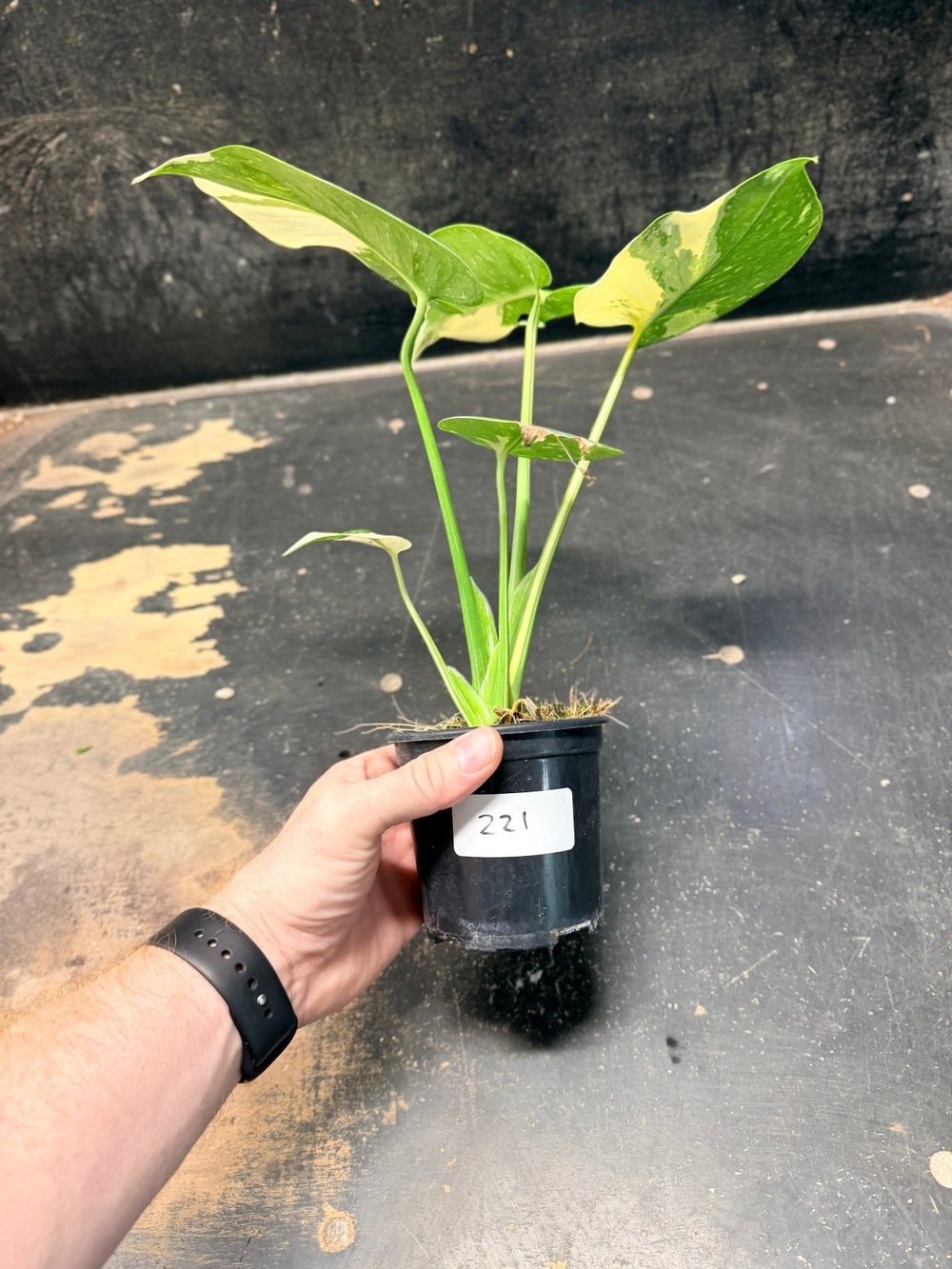 Handpicked 221 - Monstera Deliciosa Thai Constellation | Uprooted