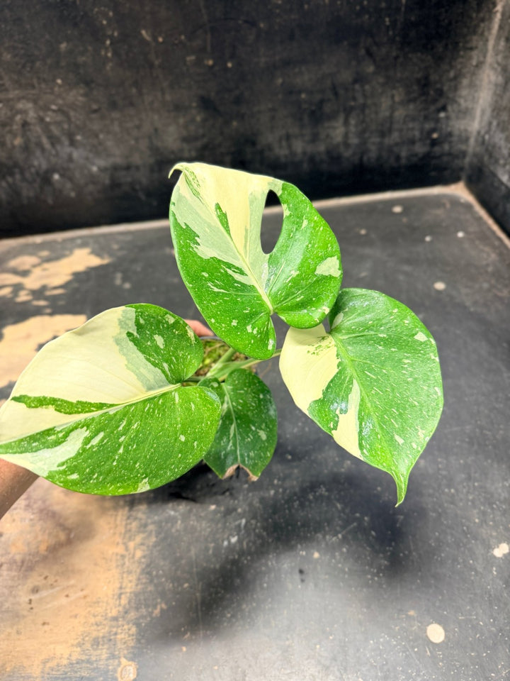 Handpicked 221 - Monstera Deliciosa Thai Constellation | Uprooted