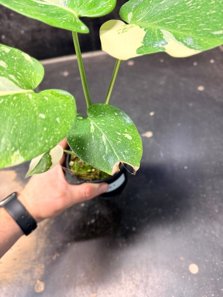Handpicked 221 - Monstera Deliciosa Thai Constellation | Uprooted