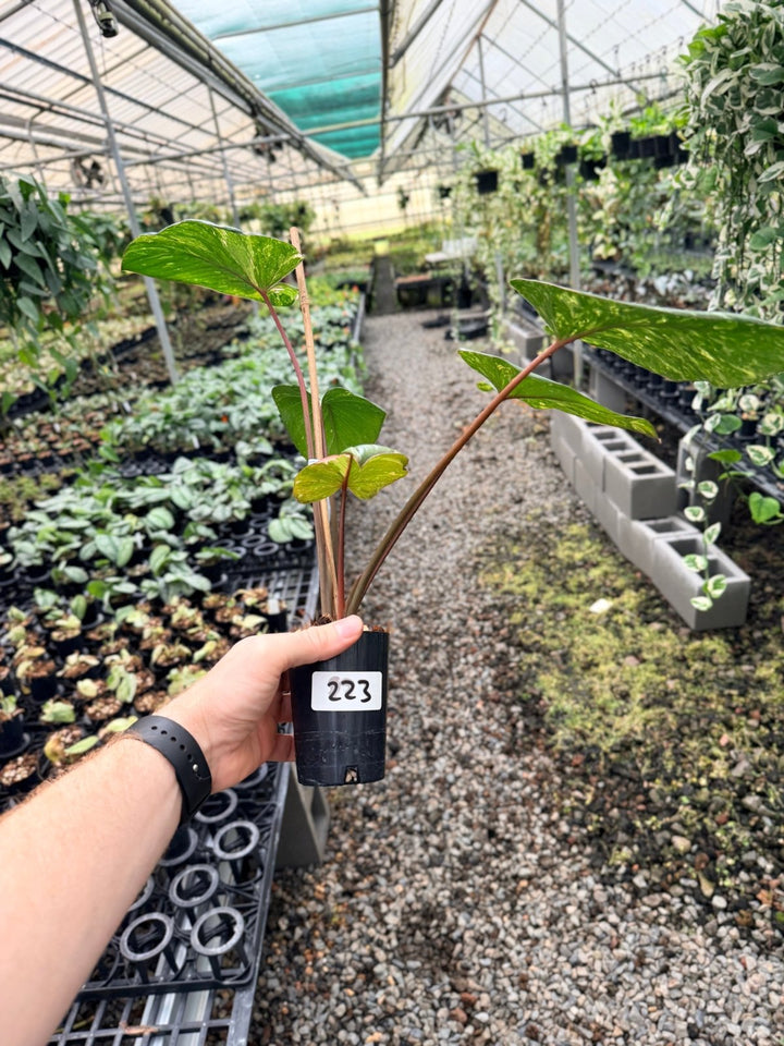 Handpicked 223 - Homalomena Rubescens Variegata | Uprooted