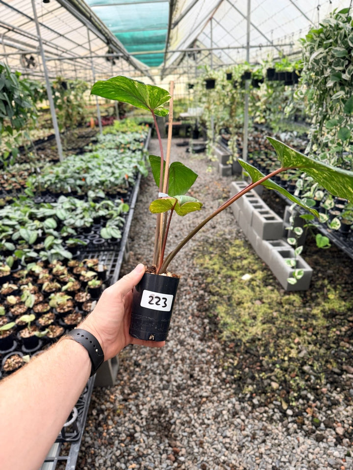 Handpicked 223 - Homalomena Rubescens Variegata | Uprooted