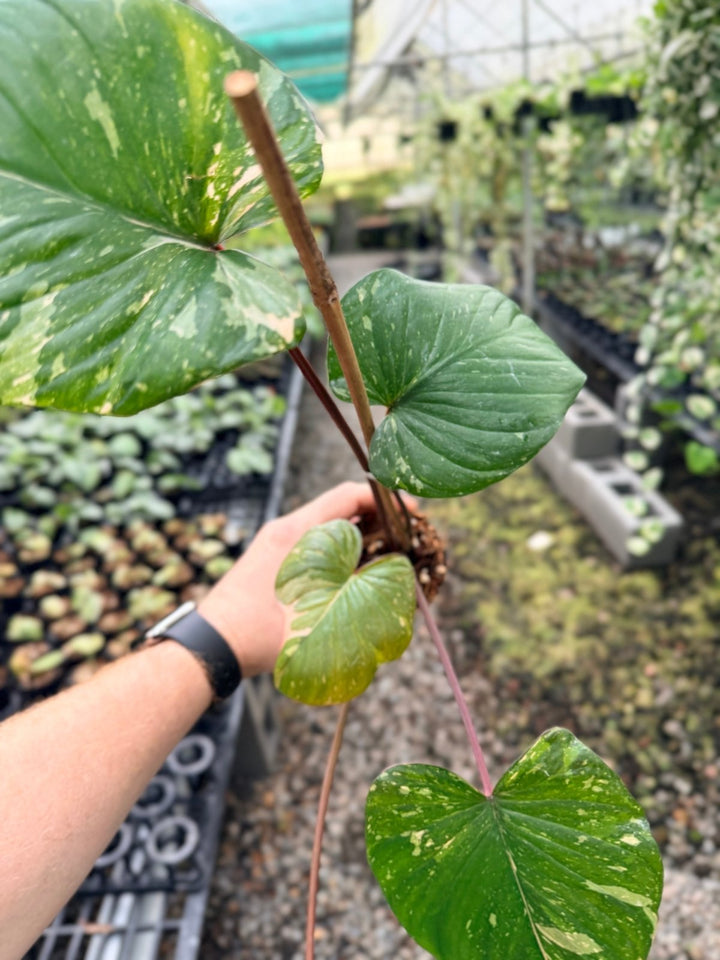 Handpicked 223 - Homalomena Rubescens Variegata | Uprooted