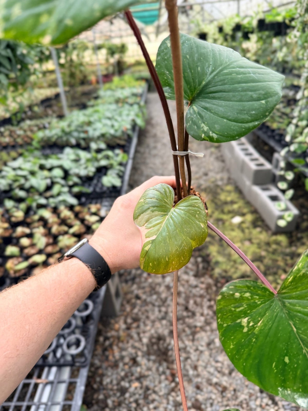 Handpicked 223 - Homalomena Rubescens Variegata | Uprooted