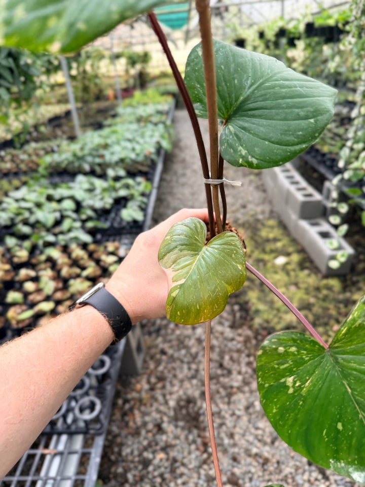 Handpicked 223 - Homalomena Rubescens Variegata | Uprooted