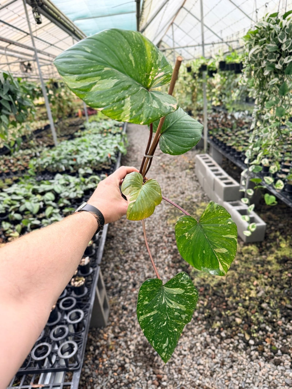 Handpicked 223 - Homalomena Rubescens Variegata | Uprooted