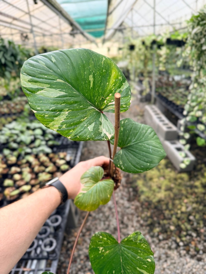 Handpicked 223 - Homalomena Rubescens Variegata | Uprooted