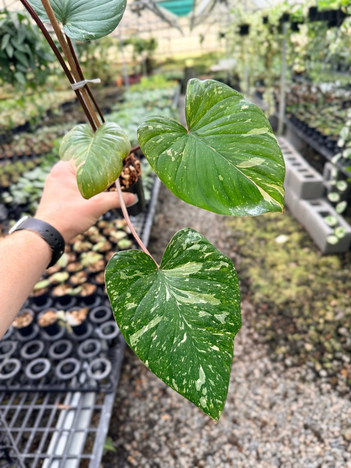 Handpicked 223 - Homalomena Rubescens Variegata | Uprooted