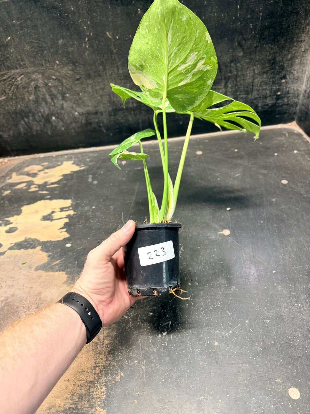 Handpicked 223 - Monstera Deliciosa Thai Constellation | Uprooted