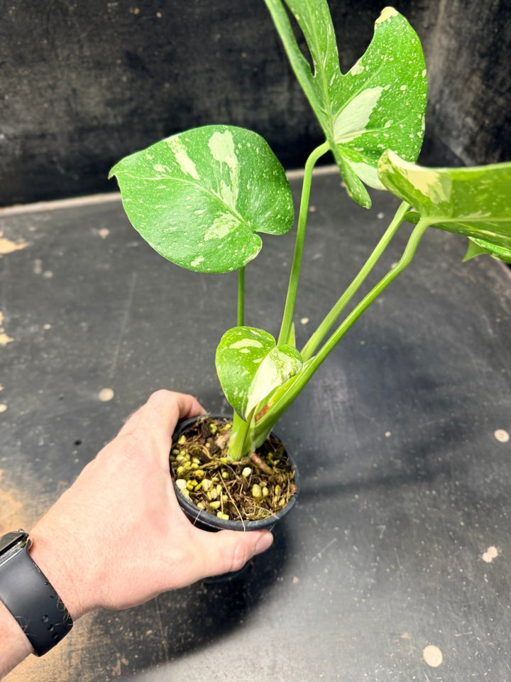 Handpicked 223 - Monstera Deliciosa Thai Constellation | Uprooted