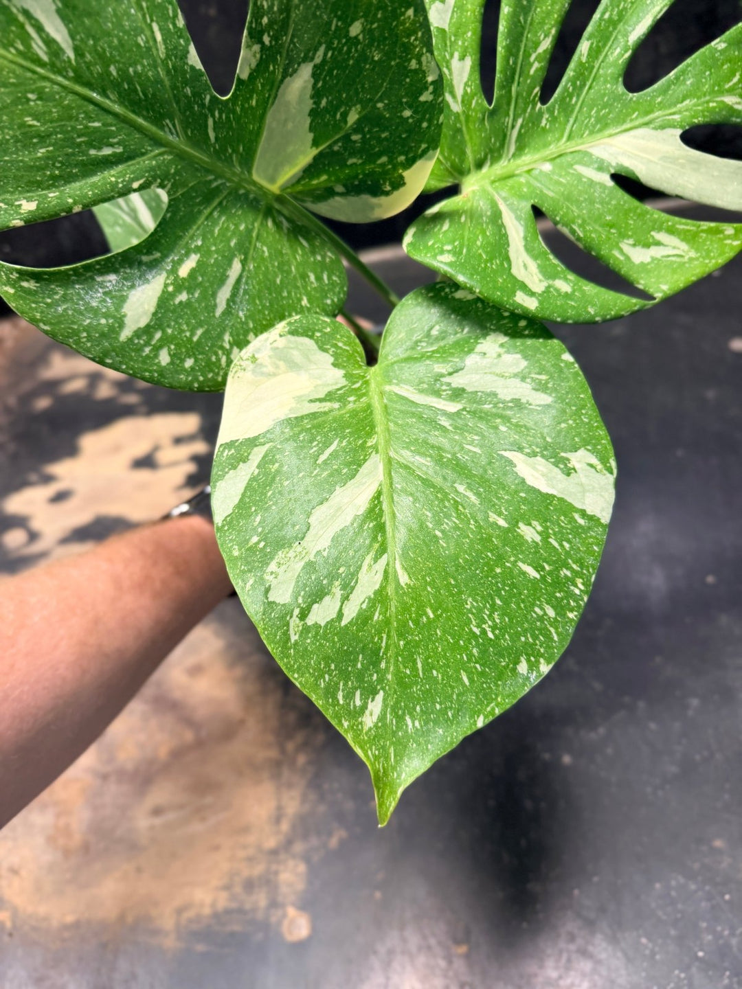 Handpicked 223 - Monstera Deliciosa Thai Constellation | Uprooted