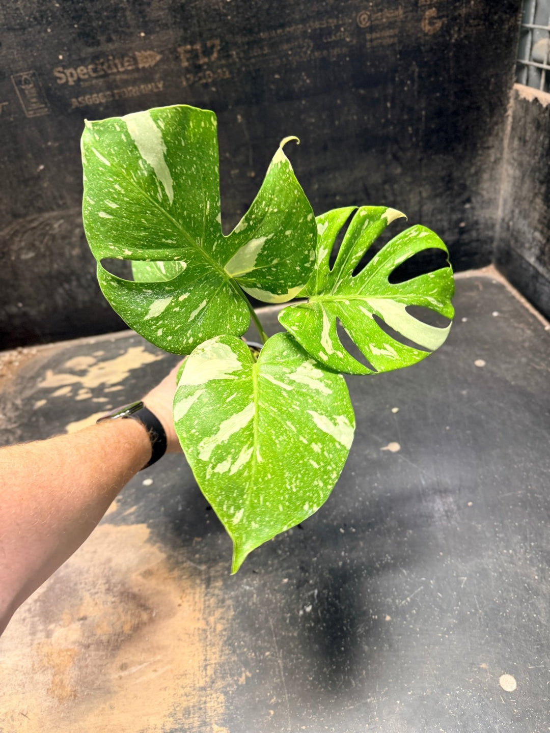 Handpicked 223 - Monstera Deliciosa Thai Constellation | Uprooted