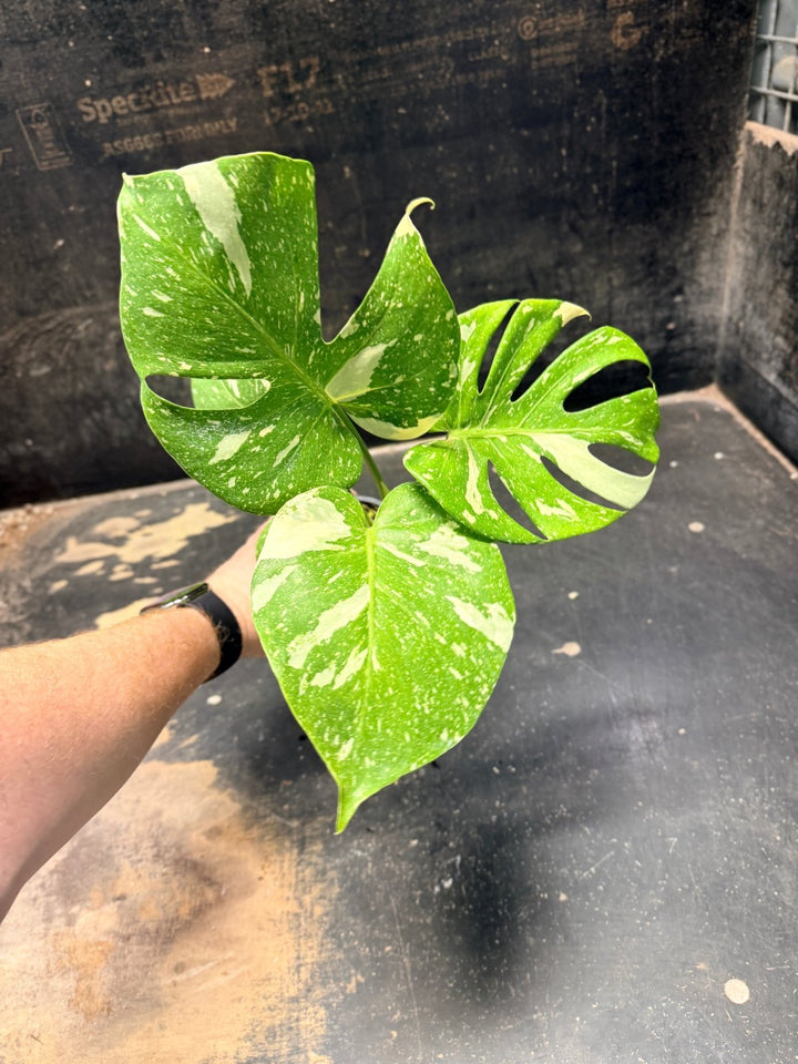 Handpicked 223 - Monstera Deliciosa Thai Constellation | Uprooted