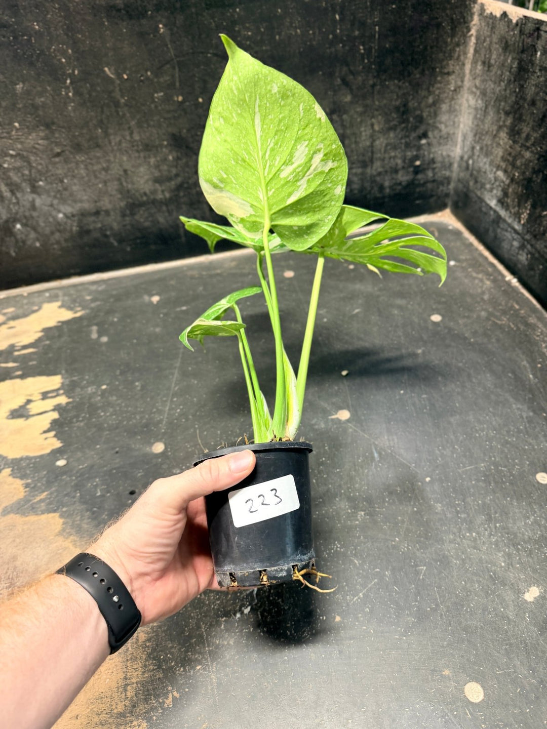 Handpicked 223 - Monstera Deliciosa Thai Constellation | Uprooted