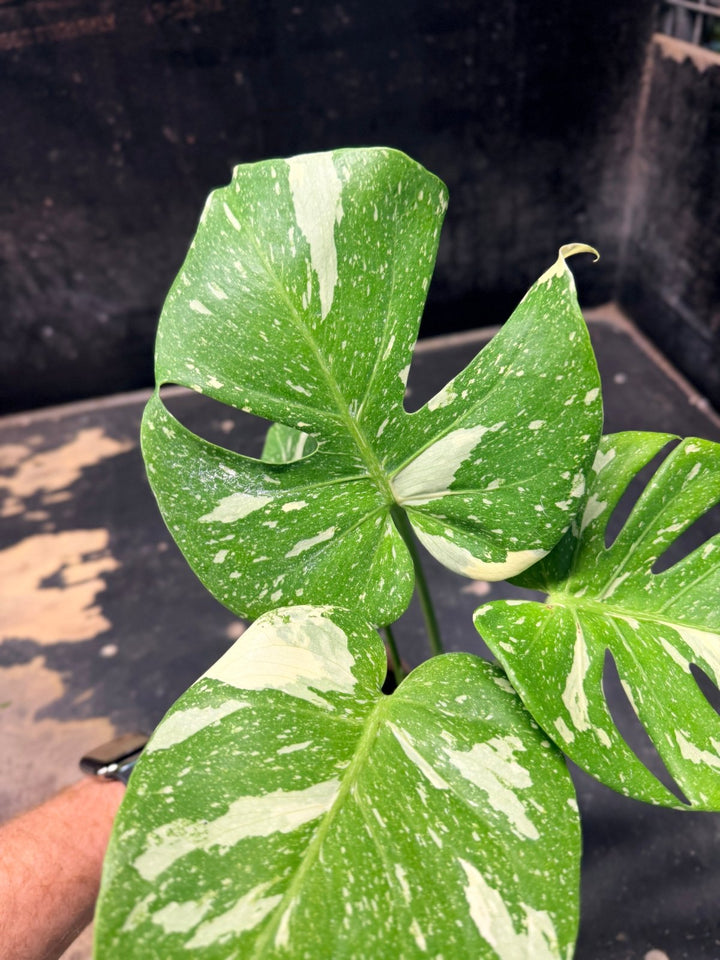 Handpicked 223 - Monstera Deliciosa Thai Constellation | Uprooted