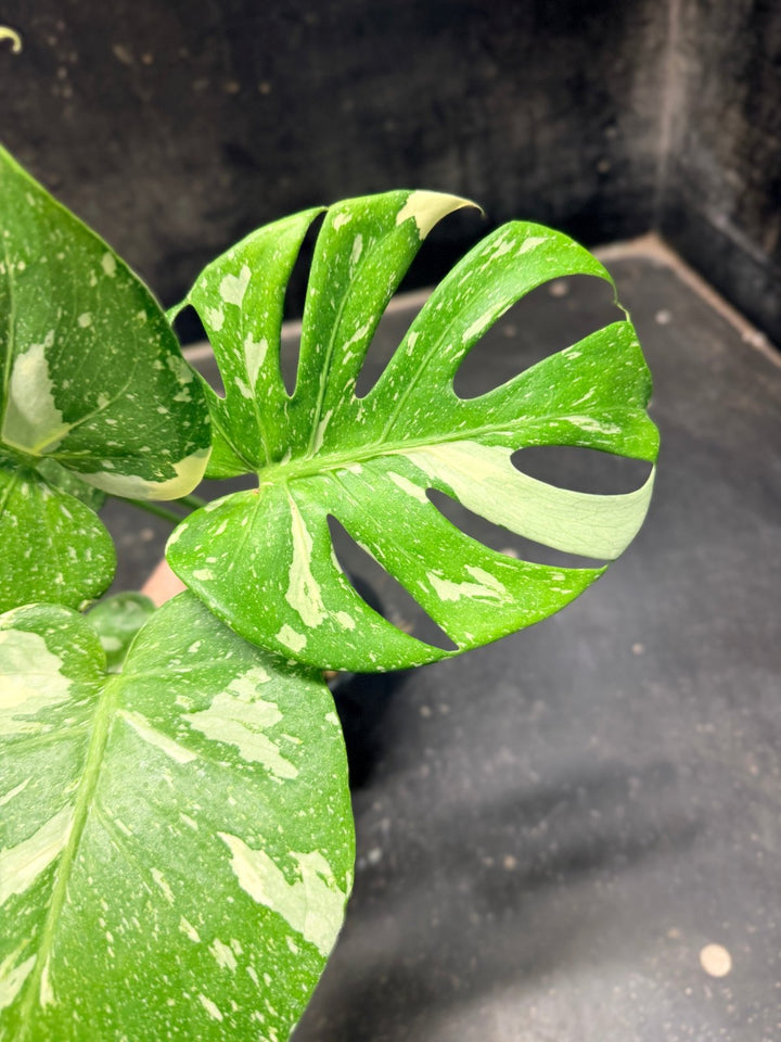 Handpicked 223 - Monstera Deliciosa Thai Constellation | Uprooted