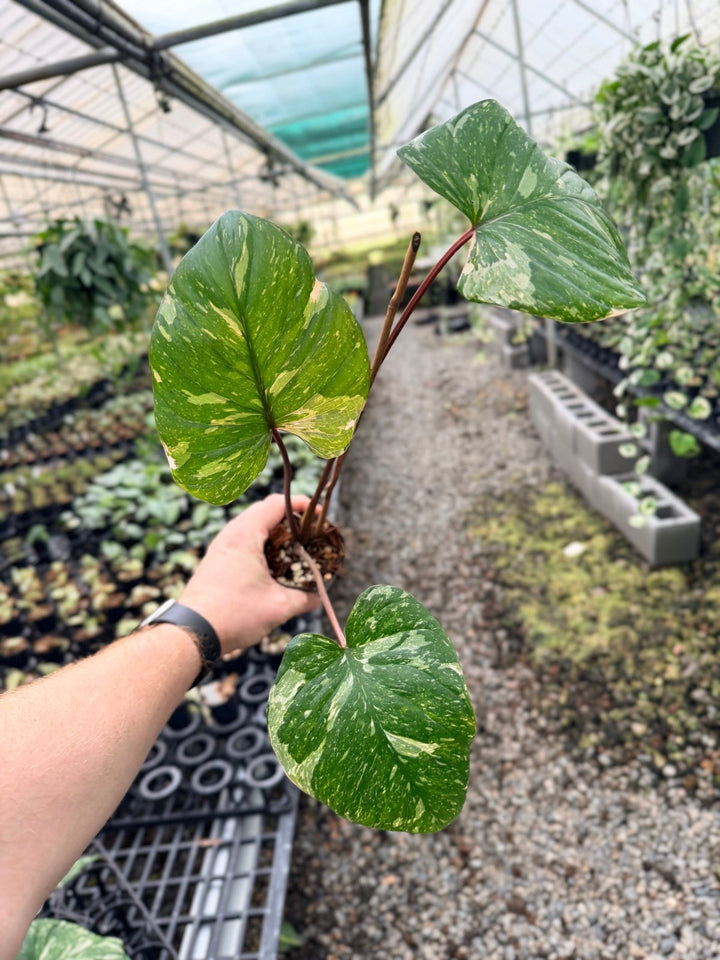 Handpicked 224 - Homalomena Rubescens Variegata | Uprooted