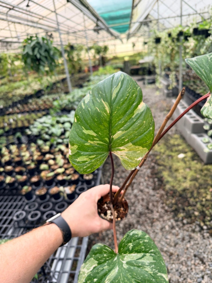 Handpicked 224 - Homalomena Rubescens Variegata | Uprooted
