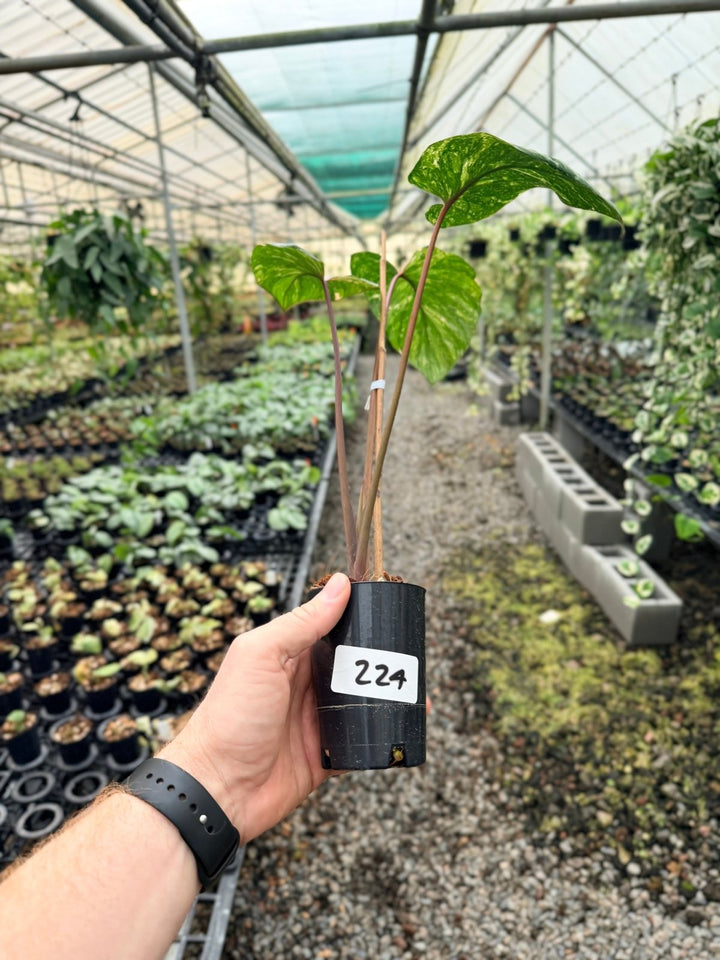 Handpicked 224 - Homalomena Rubescens Variegata | Uprooted