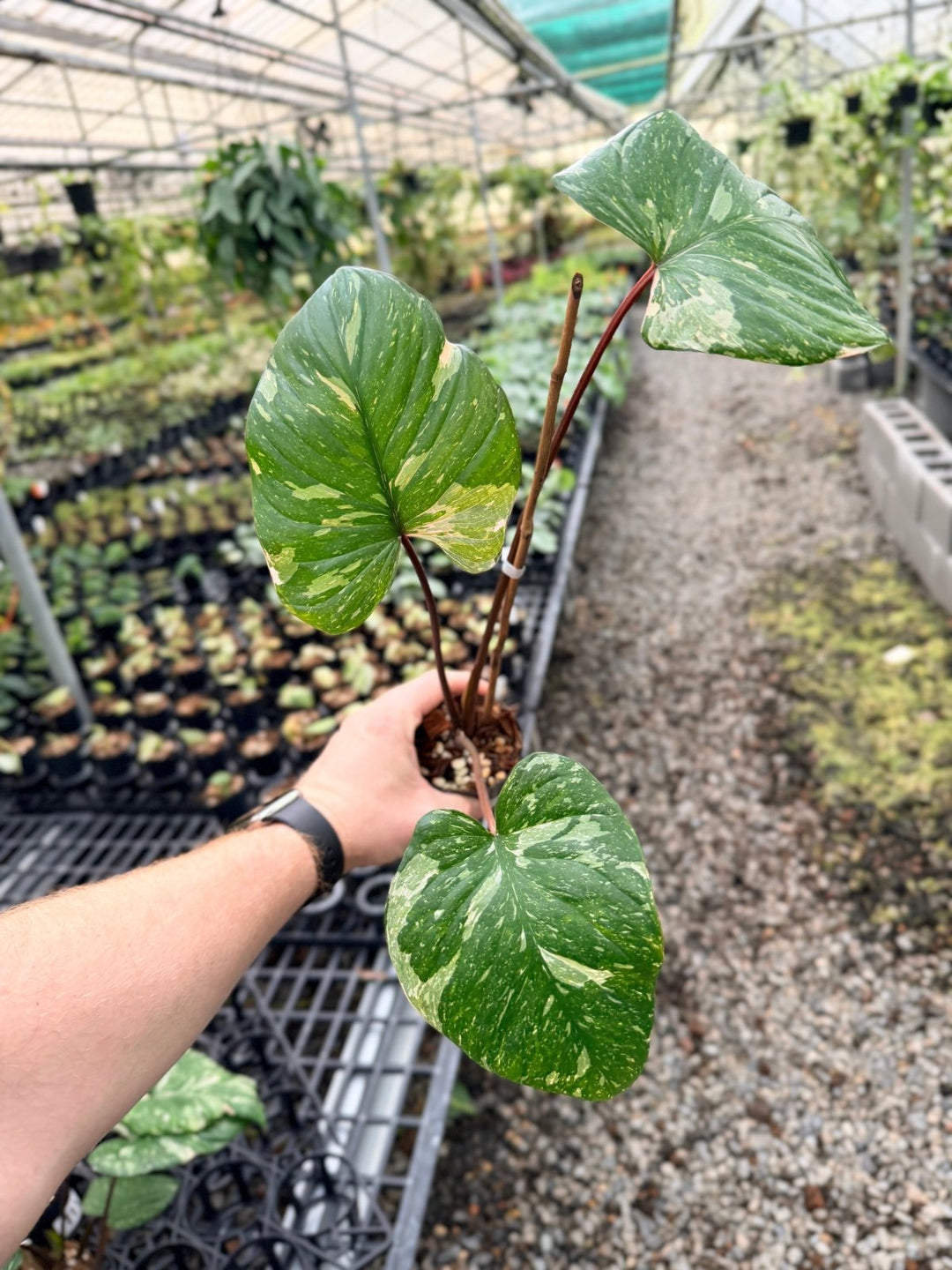 Handpicked 224 - Homalomena Rubescens Variegata | Uprooted