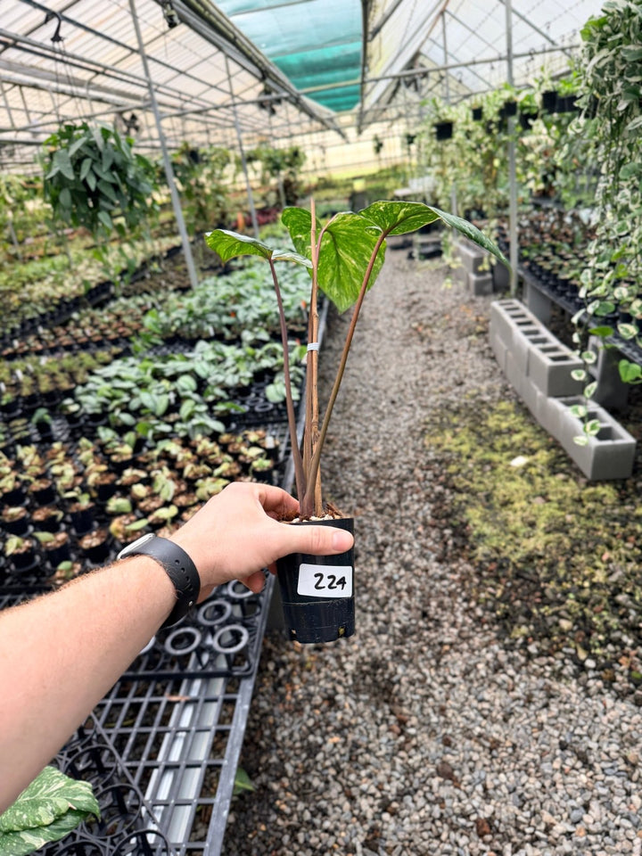 Handpicked 224 - Homalomena Rubescens Variegata | Uprooted