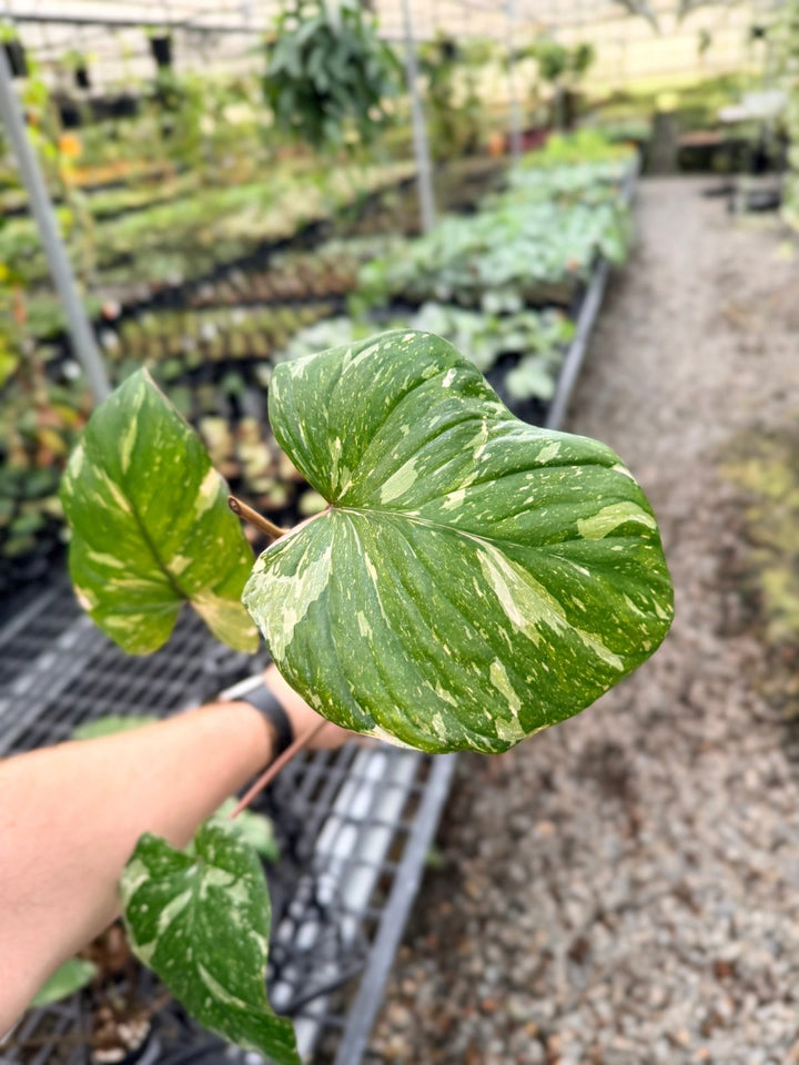 Handpicked 224 - Homalomena Rubescens Variegata | Uprooted