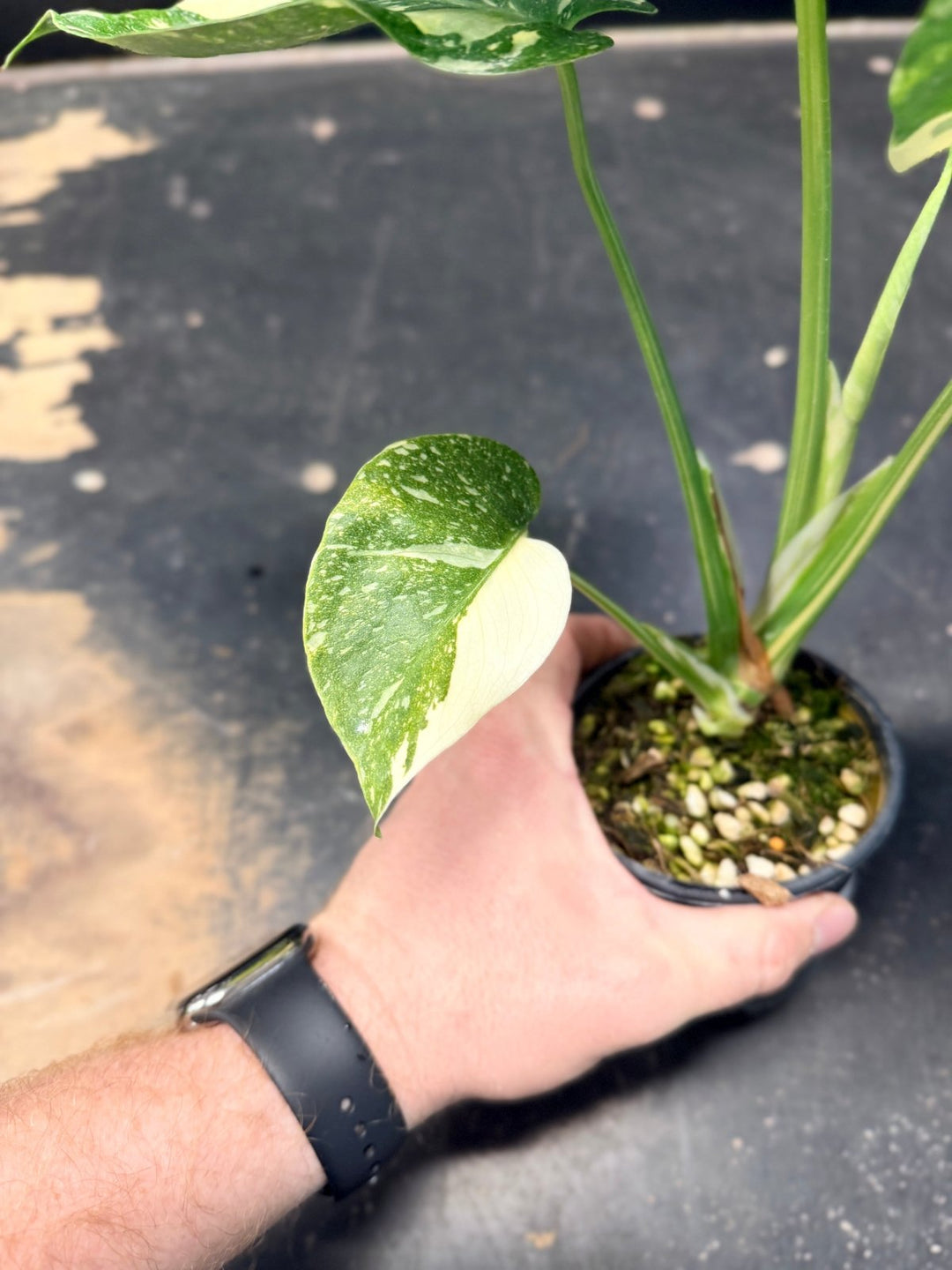 Handpicked 224 - Monstera Deliciosa Thai Constellation | Uprooted