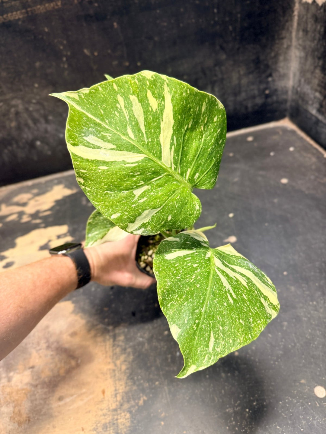 Handpicked 224 - Monstera Deliciosa Thai Constellation | Uprooted