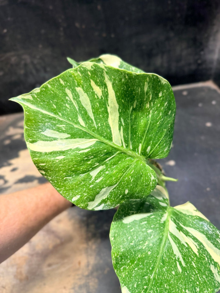 Handpicked 224 - Monstera Deliciosa Thai Constellation | Uprooted