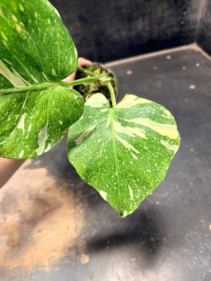 Handpicked 224 - Monstera Deliciosa Thai Constellation | Uprooted
