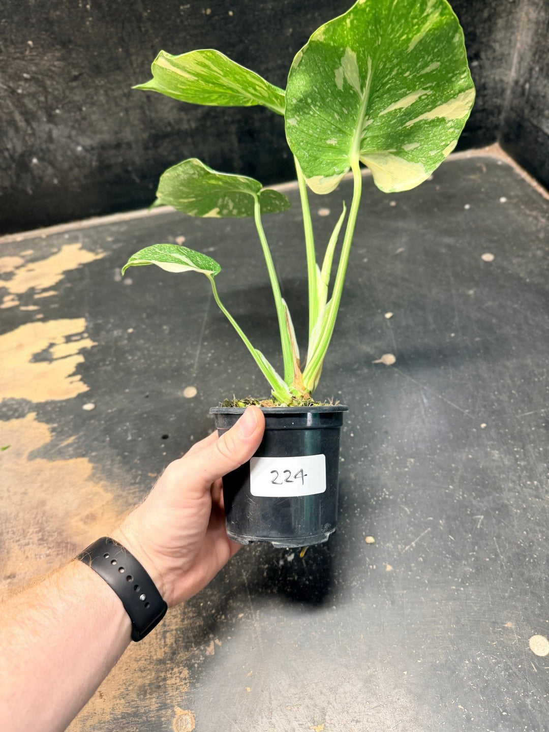 Handpicked 224 - Monstera Deliciosa Thai Constellation | Uprooted