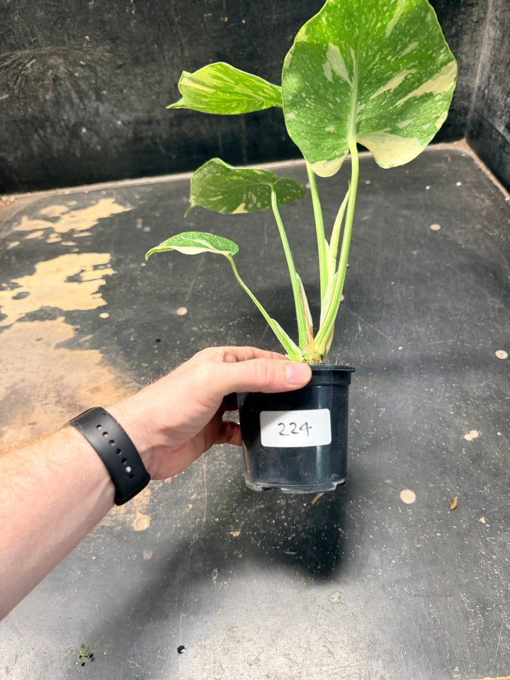 Handpicked 224 - Monstera Deliciosa Thai Constellation | Uprooted