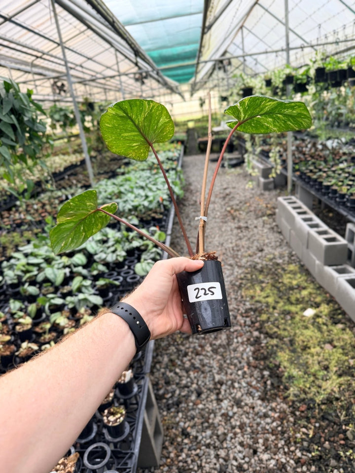 Handpicked 225 - Homalomena Rubescens Variegata | Uprooted