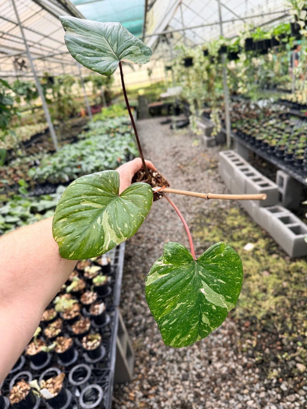 Handpicked 225 - Homalomena Rubescens Variegata | Uprooted