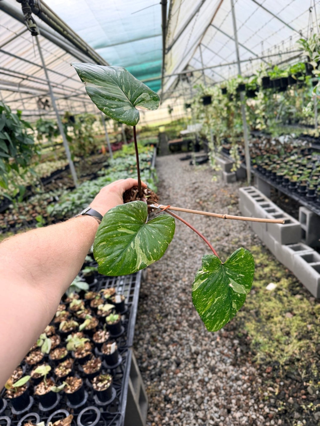 Handpicked 225 - Homalomena Rubescens Variegata | Uprooted