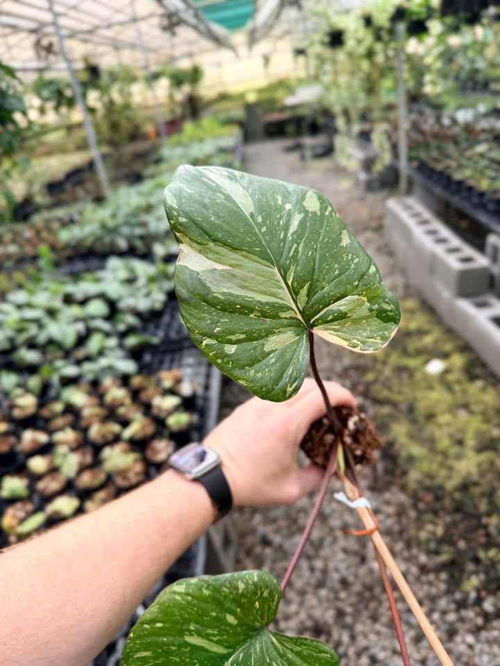 Handpicked 225 - Homalomena Rubescens Variegata | Uprooted