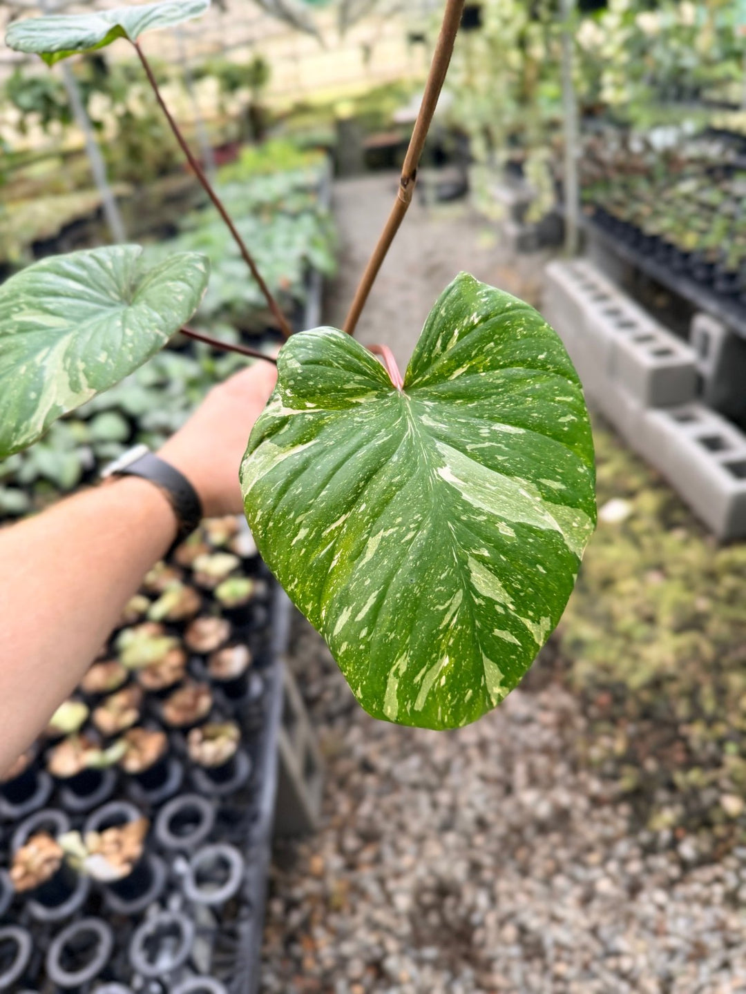 Handpicked 225 - Homalomena Rubescens Variegata | Uprooted