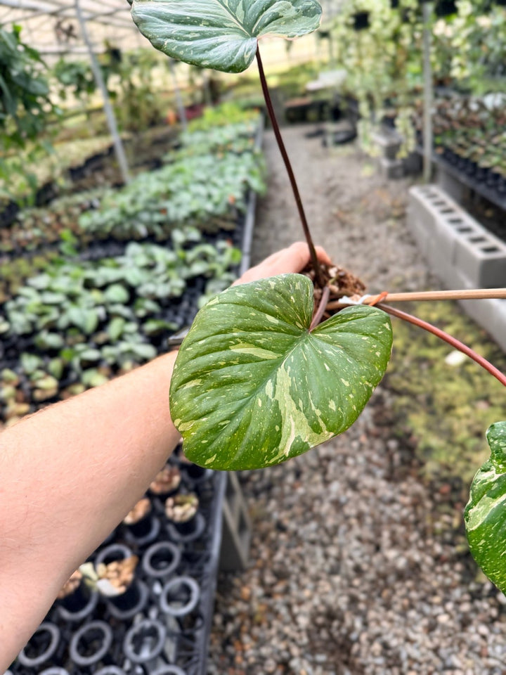 Handpicked 225 - Homalomena Rubescens Variegata | Uprooted