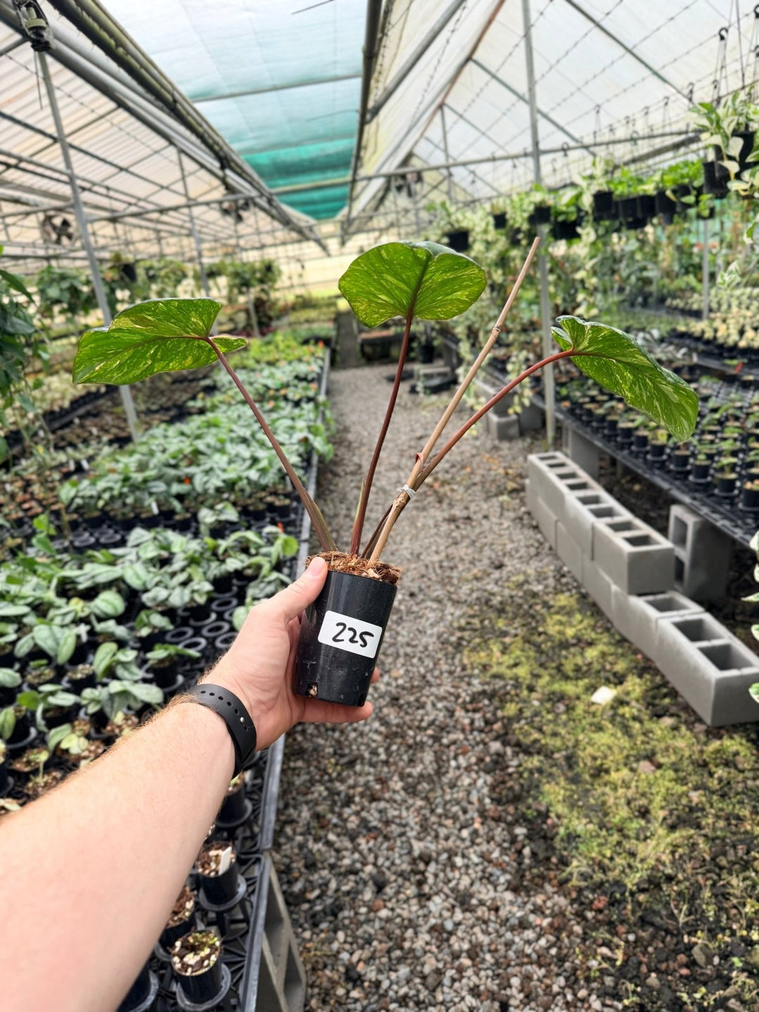 Handpicked 225 - Homalomena Rubescens Variegata | Uprooted
