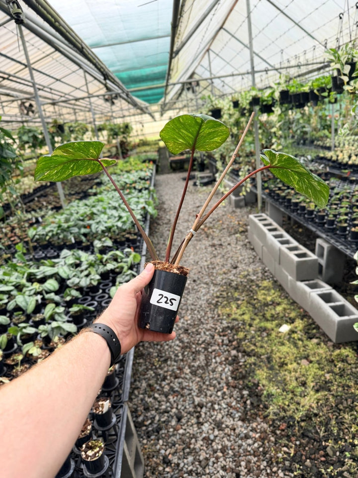 Handpicked 225 - Homalomena Rubescens Variegata | Uprooted
