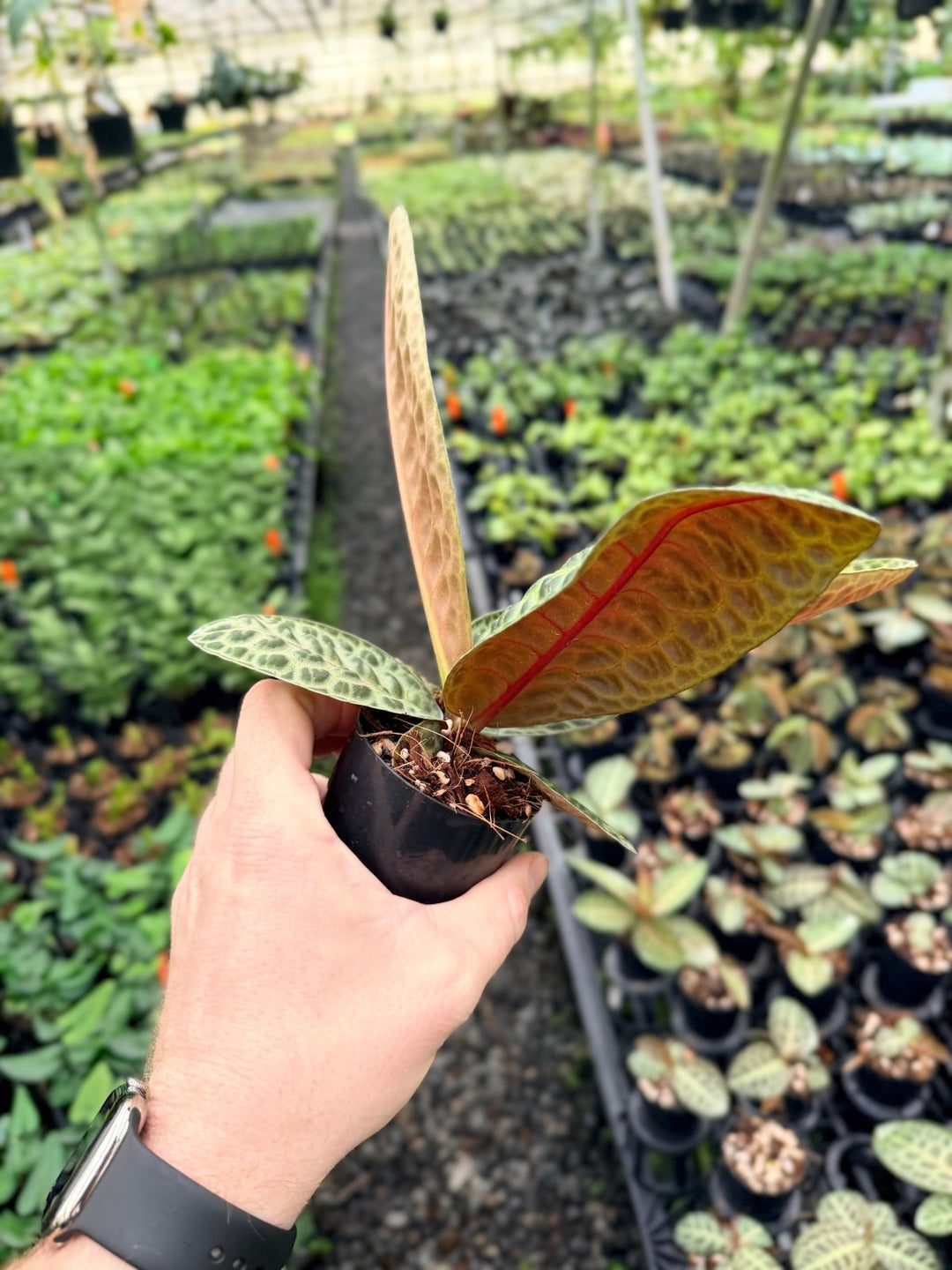 Handpicked 226 - Labisia Beccarii - Turtleback | Uprooted